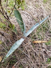 Agave salmiana