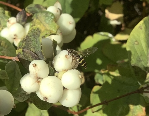 Unknown species found near University of Victoria, Saanich, BC, CA