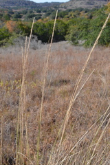 Muhlenbergia lindheimeri