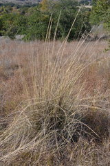 Muhlenbergia lindheimeri