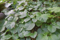 Hydrangea petiolaris