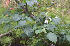 Hydrangea petiolaris