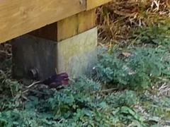 Carpodacus formosanus