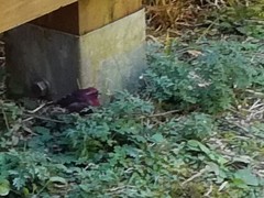Carpodacus formosanus