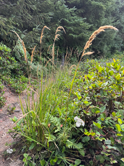 Calamagrostis nutkaensis, photograph author not stated, no rights reserved