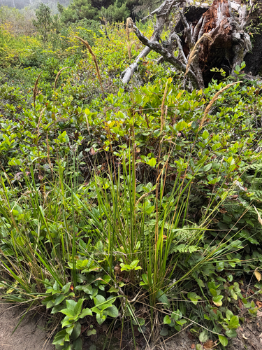 Calamagrostis nutkaensis, photograph 4