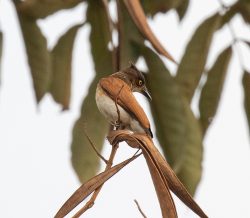 Black-and-white Shrike-flycatcher (Bias musicus), photo 4