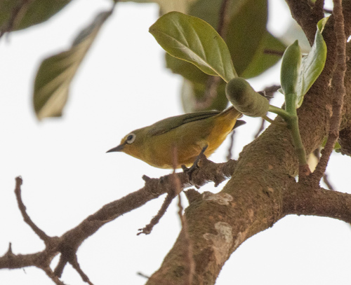 Green White-eye (Zosterops stuhlmanni), photo 7