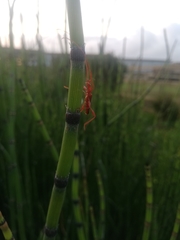 Chenoderus testaceus