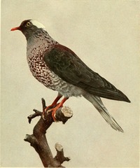 White-Naped Pigeon photo 4