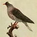 White-naped Pigeon - Photo Internet Archive Book Images, no known copyright restrictions (public domain)
