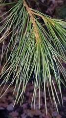 Pinus leiophylla