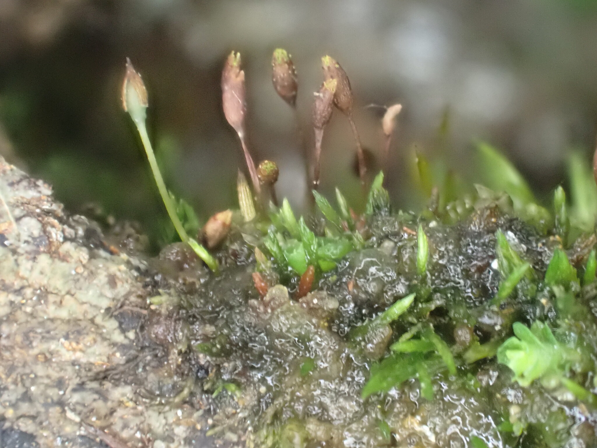 Tetrodontium repandum