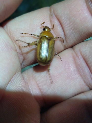 Amadotrogus vicinus
