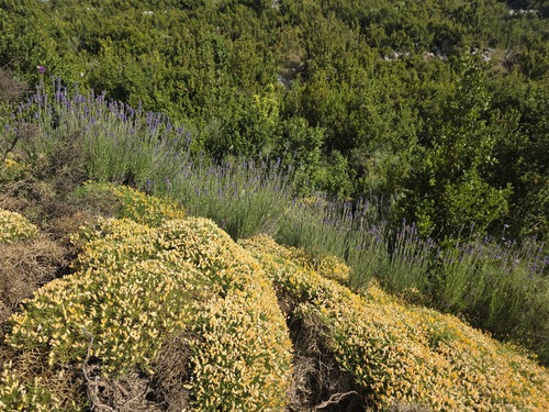 Scorpion greenweed (Echinospartum horridum)