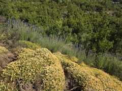 Echinospartum horridum, photograph (c) Quinn Shemet, some rights reserved (CC BY)