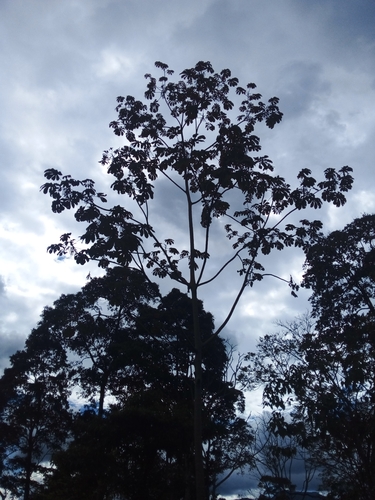 Cecropia mutisiana (Cecropia mutisiana)