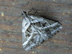Dichromodes stilbiata