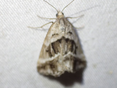 Dichromodes stilbiata