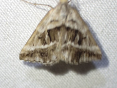 Dichromodes stilbiata