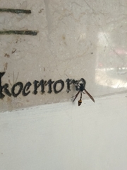 Phimenes flavopictus blanchardi