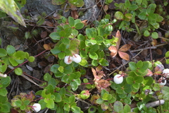Gaultheria pyroloides