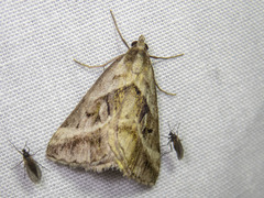 Dichromodes stilbiata