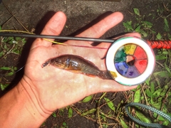 Dormitator maculatus