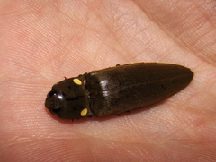 Pyrophorus