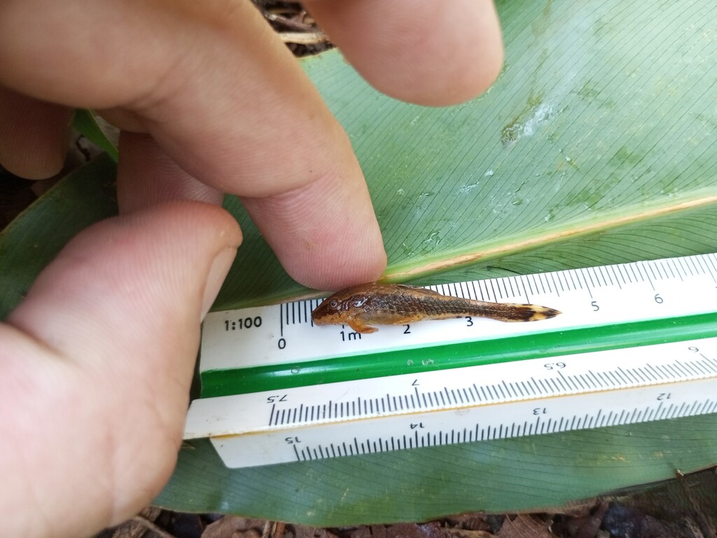Otothyris