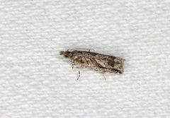 Holocola thalassinana