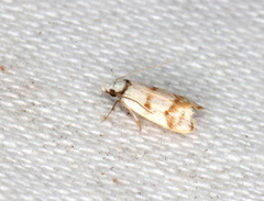Chezala brachypepla
