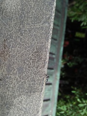 Salticidae