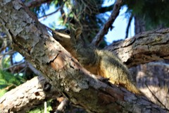 Sciurus niger