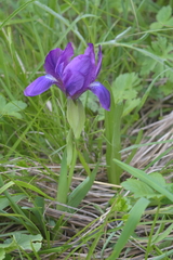 Iris furcata