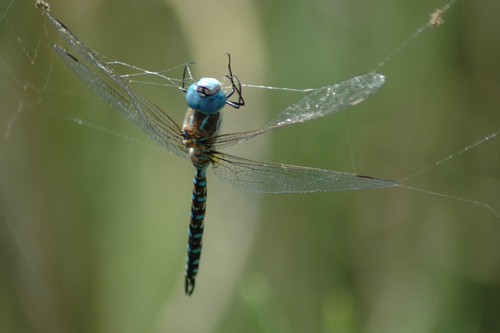 iNaturalist observation photo of Blue-eyed Darner