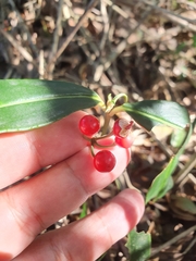 Ardisia crispa