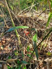 Ardisia crispa