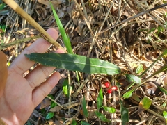 Ardisia crispa