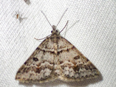 Dichromodes mesogonia