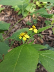 Greenmaniella resinosa