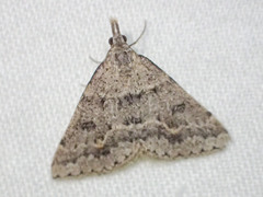 Dichromodes mesogonia