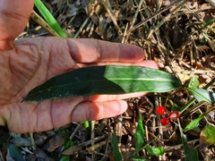 Ardisia crispa