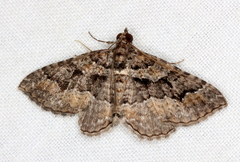Chrysolarentia