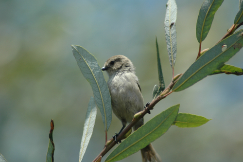 iNaturalist observation photo of Bushtit