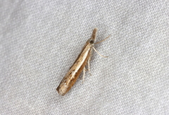 Ptochostola microphaeellus