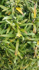 Corokia buddleioides
