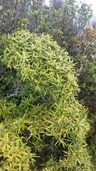 Corokia buddleioides