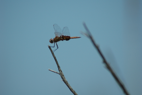 iNaturalist observation photo of Red Saddlebags