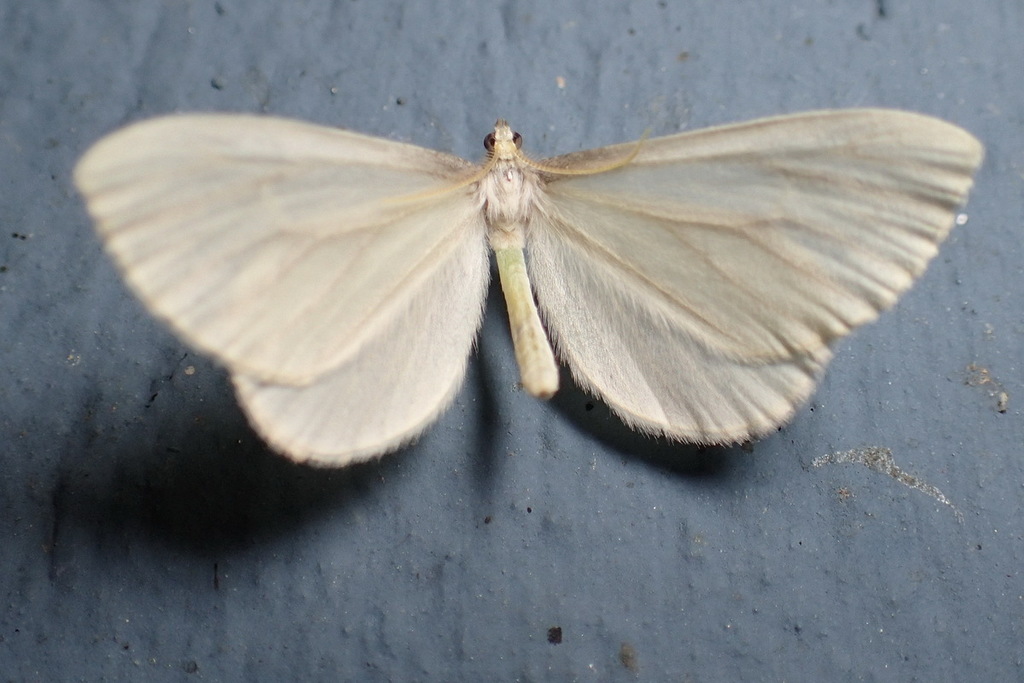 Macrosoma napiaria